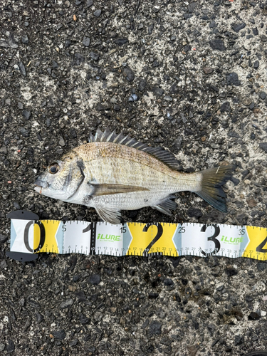 ミナミクロダイの釣果