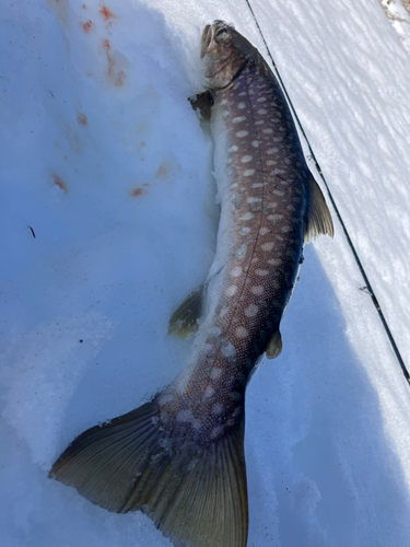 アメマスの釣果