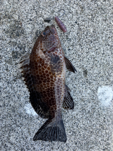 オオモンハタの釣果