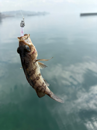 シロメバルの釣果