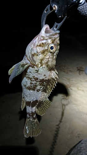 ムラソイの釣果