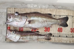 アラの釣果