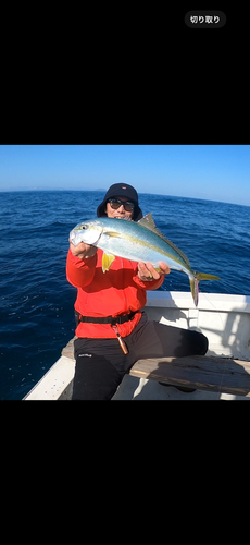 ヒラマサの釣果