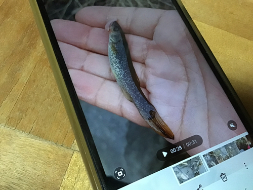 タカハヤの釣果