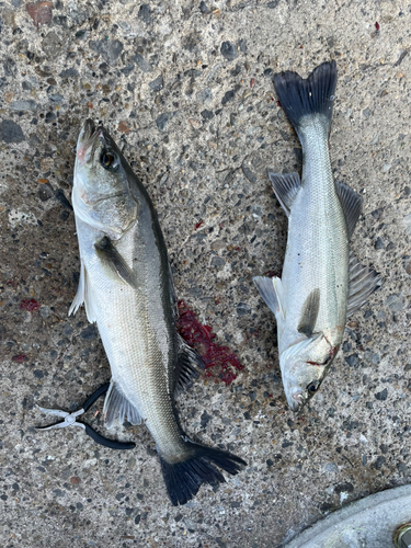 シーバスの釣果