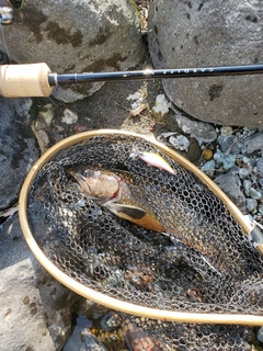 ブラウントラウトの釣果