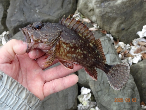 ガシラの釣果