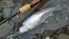 アマゴの釣果