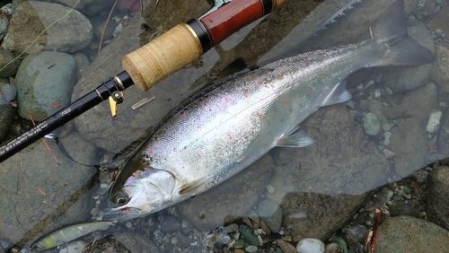 アマゴの釣果