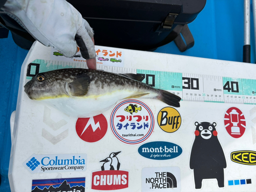 ショウサイフグの釣果