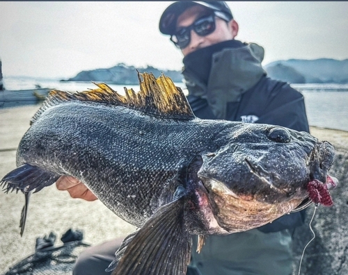 アイナメの釣果