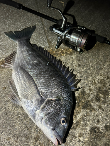 クロダイの釣果