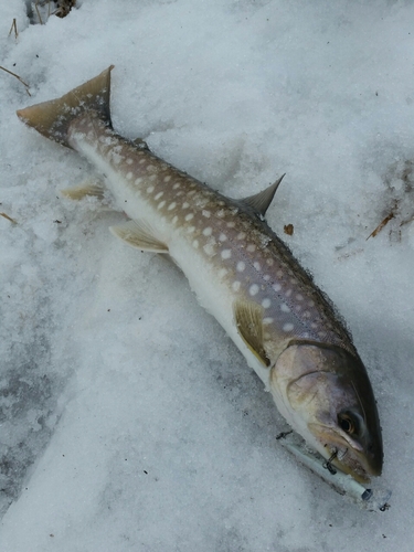 アメマスの釣果