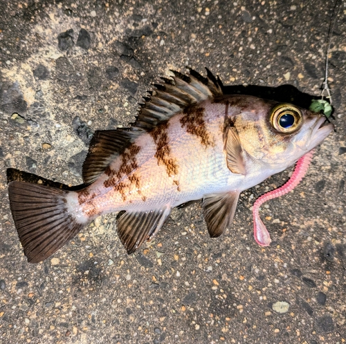 メバルの釣果