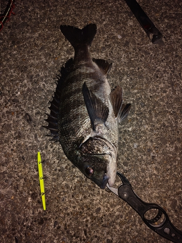 シーバスの釣果