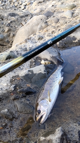 ヤマメの釣果