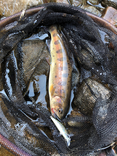 ヤマメの釣果