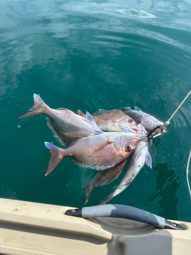 マダイの釣果