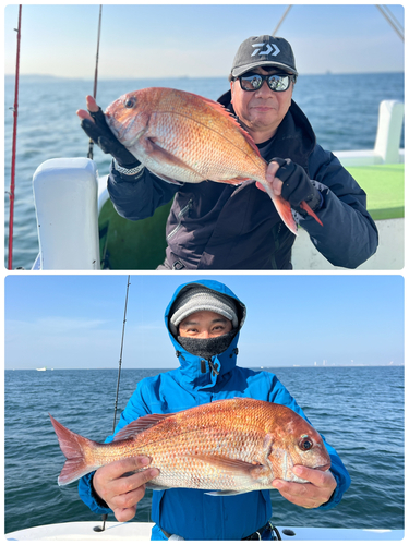 マダイの釣果