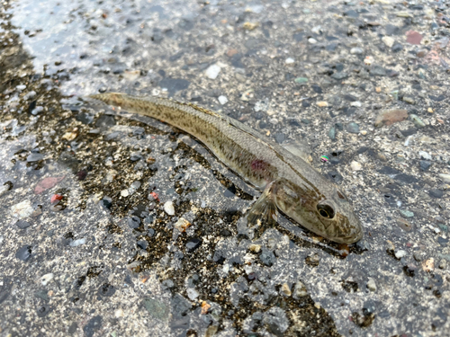 ハゼの釣果