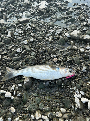 ボラの釣果