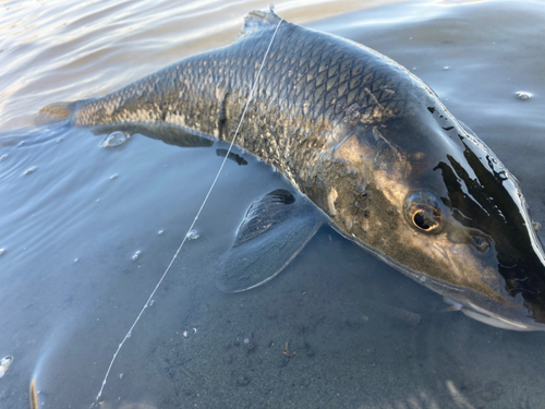 ニゴイの釣果