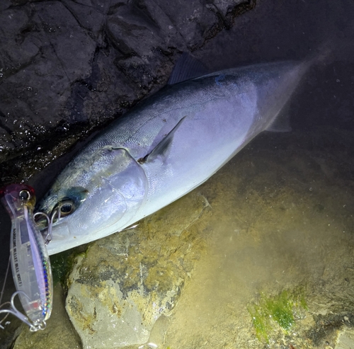 イナダの釣果