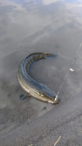 ライギョの釣果