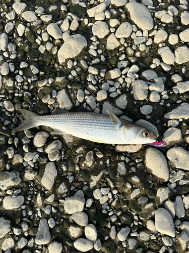 ボラの釣果