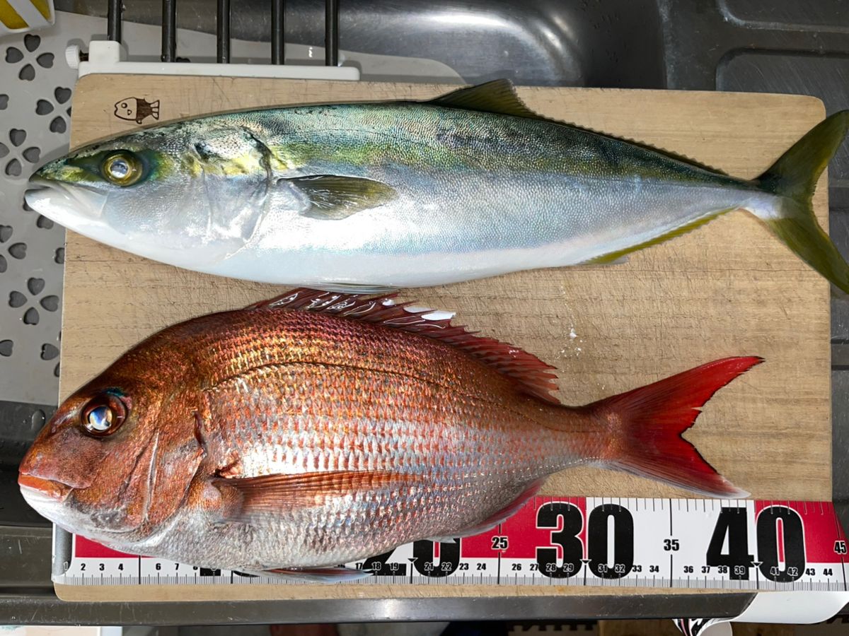 金沢八景のつり吉さんの釣果 2枚目の画像