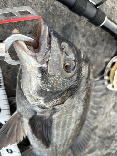 クロダイの釣果