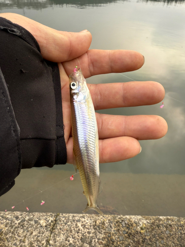 ワカサギの釣果