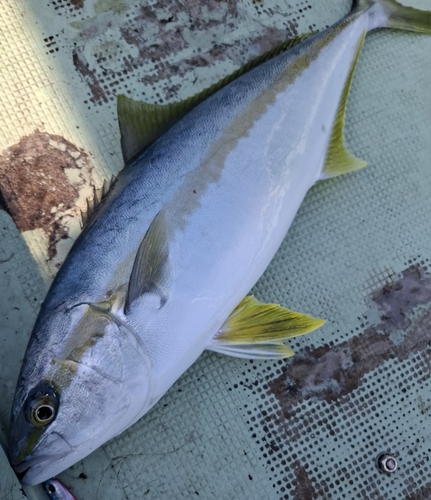 ヒラマサの釣果