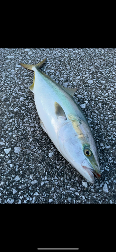 ハマチの釣果