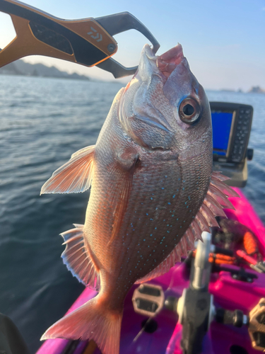 マダイの釣果