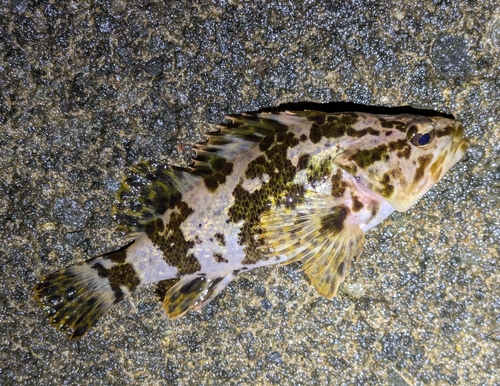 タケノコメバルの釣果