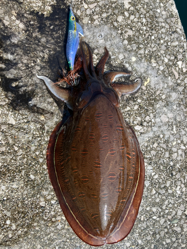 モンゴウイカの釣果