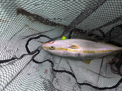 ハマチの釣果