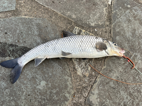 ニゴイの釣果