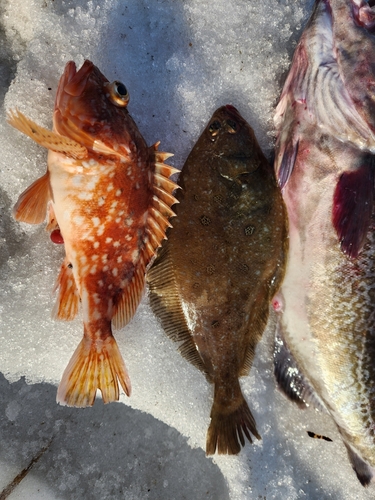 ミズクサガレイの釣果