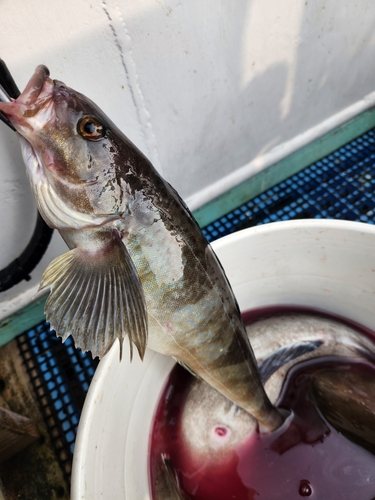 ホッケの釣果