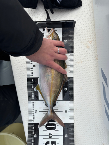 カンパチの釣果