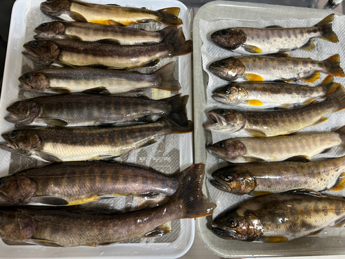 イワナの釣果