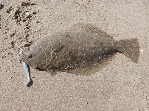 アイナメの釣果