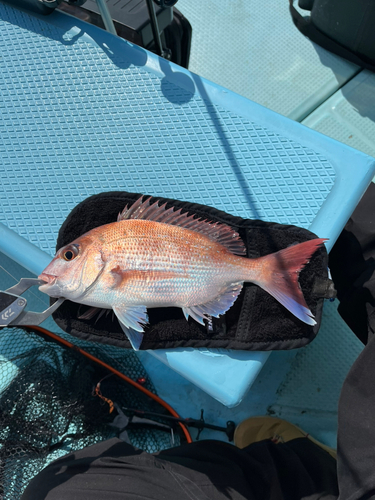 マダイの釣果