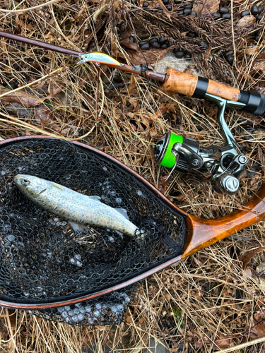 アマゴの釣果