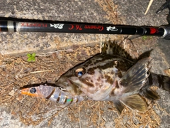 タケノコメバルの釣果