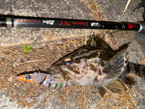 タケノコメバルの釣果