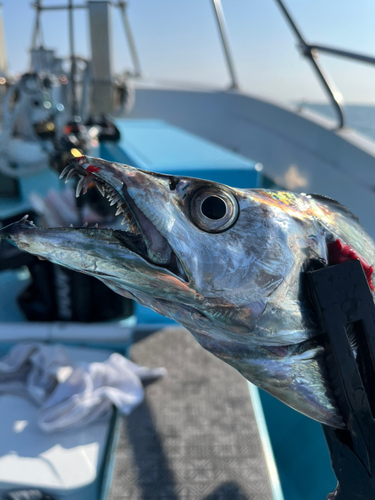 タチウオの釣果