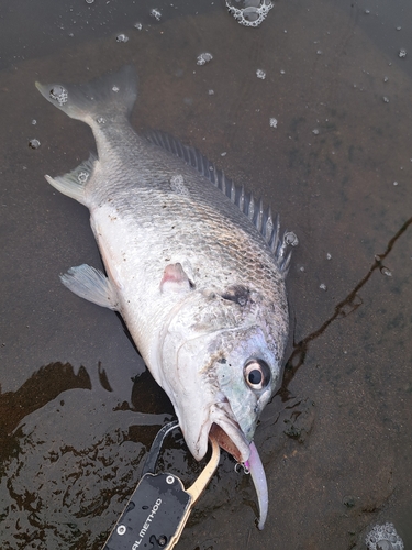 キビレの釣果